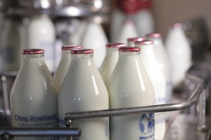 Rowlands Milk Bottles on Coveyor